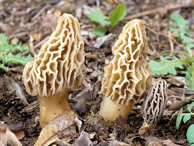 Morel