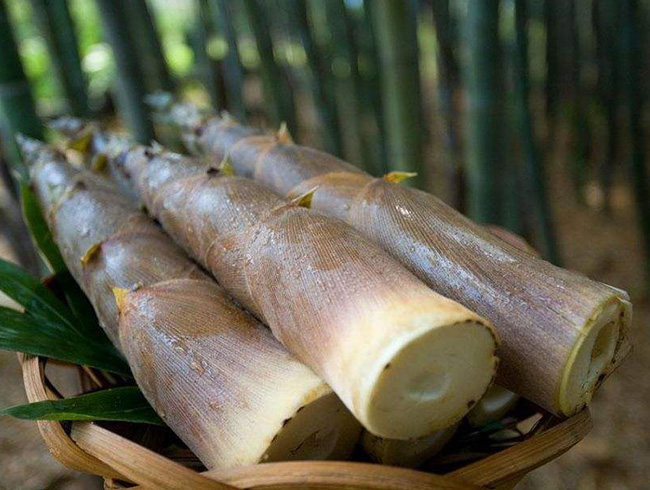 Bamboo shoots