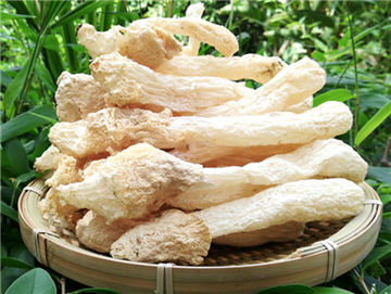 Bamboo fungus