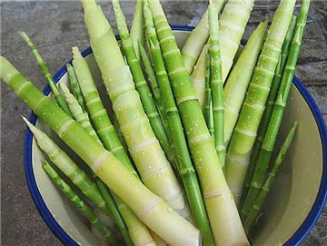 Bamboo shoots